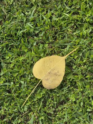Kong Meng San Phor Kark See Monastery by null