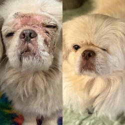 MAR - Mercer Animal Rescue - Walter - at the shelter & two months later after his eye was removed and he healed