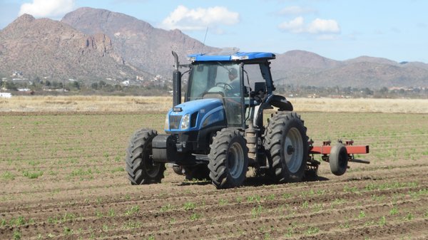 San Xavier Co-Op Farm by null