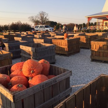 Councell Farms - pumpkins in wooden crates - Pumpkin Patches Near Me - Cordova, Maryland