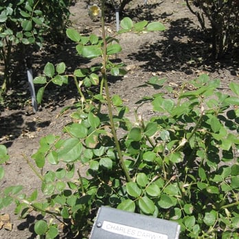 Filoli - Charles Darwin plant... not evolving? - Botanical Gardens Near Me - Woodside, California