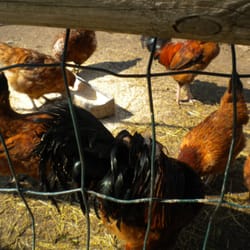 Cooperativa Agricola di Legnaia