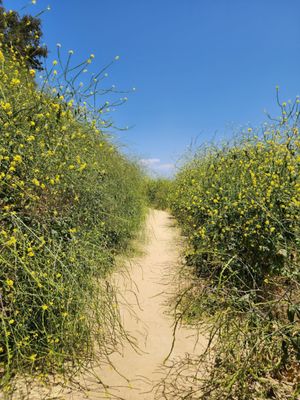 Elysian Park Trail by null