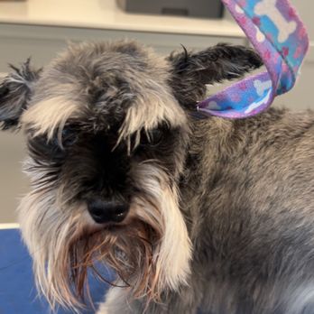 Henderson Pet Grooming - Pet Groomers Near Me Henderson Pet Grooming - Pet Groomers Near Me