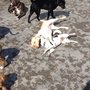 Photo of Absolute Canine Experience