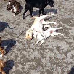 Absolute Canine Experience - A place where dogs become best friends!