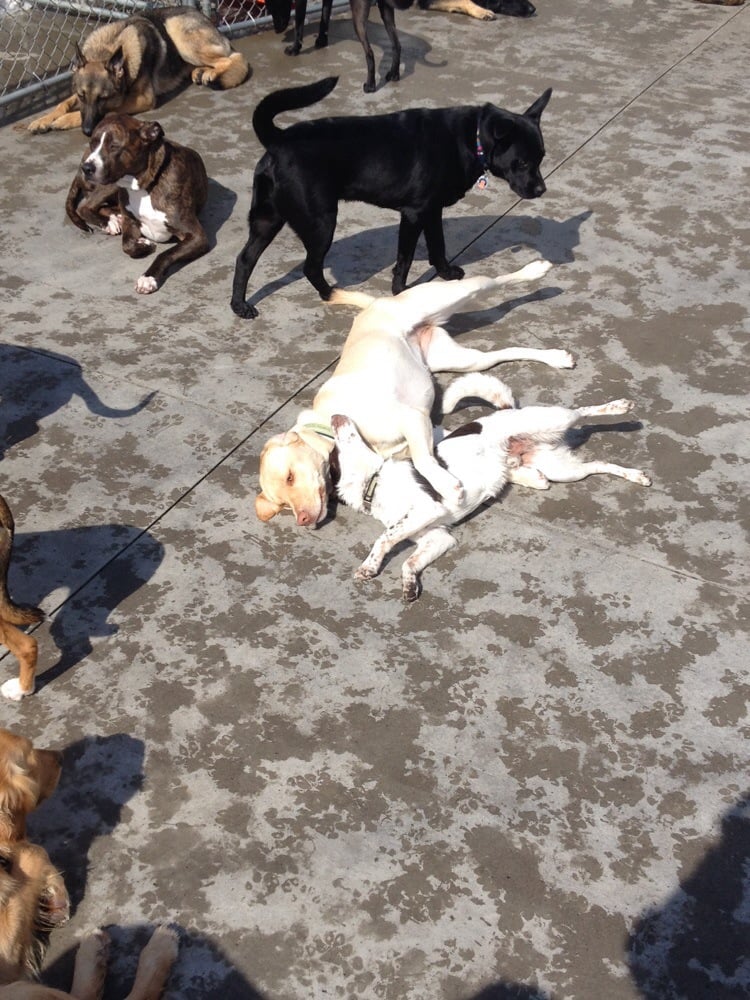 Absolute Canine Experience - pet boarding facility in Cheektowaga, NY
