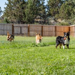 Woof to Wow