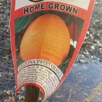 Moon Valley Nurseries - Mislabeled taste more like a decorative sour orange - Nurseries & Gardening Near Me - Phoenix, Arizona Moon Valley Nurseries - Mislabeled taste more like a decorative sour orange - Nurseries & Gardening Near Me - Phoenix, Arizona