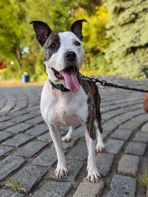 K9 SOUL - Updated January 2026 - 176 Photos & 11 Reviews - 3074