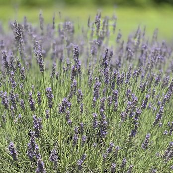 Lavender Pond Farm - Flowers & Gifts Near Me - Killingworth, Connecticut Lavender Pond Farm - Flowers & Gifts Near Me - Killingworth, Connecticut