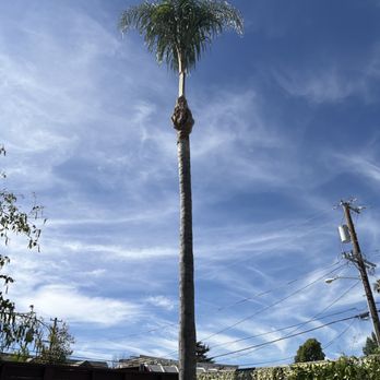 Affordable Tree Care - Tree Services Near Me