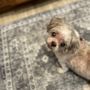 Photo of Beloved Pet Mobile Vet