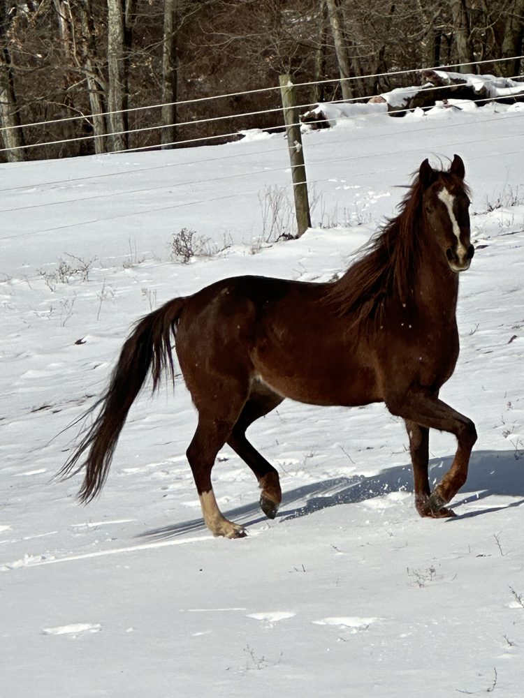 415 Horsemanship - equestrian in Apollo, PA