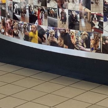 Arnold Sunoco - The famous "wall of dogs" - so koot - Gas Stations Near Me - Arnold, Maryland Arnold Sunoco - The famous "wall of dogs" - so koot - Gas Stations Near Me - Arnold, Maryland