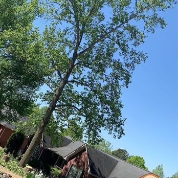 SDV Professional Tree Service - Tree Services Near Me - Geraldine, Alabama