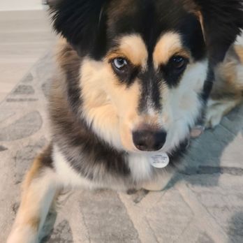 Harley's Sweet Spa Pups - Pet Groomers Near Me
