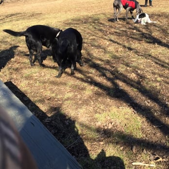 Cochran Hill Dog Run - Winter afternoons at cochran :) - Dog Parks Near Me - Louisville, Kentucky Cochran Hill Dog Run - Winter afternoons at cochran :) - Dog Parks Near Me - Louisville, Kentucky