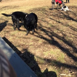 Cochran Hill Dog Run - Winter afternoons at cochran :)