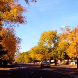 Murphy's Bridle Path - Trees along Murphy's Bridle Path displaying fall colors in early December 2016.