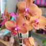 Photo of Gypsea Blooms