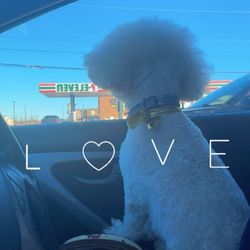 Four Paws - Fresh groom, fluffy vibes, happy pup Couldn't be more grateful for you babes, you're amazing!