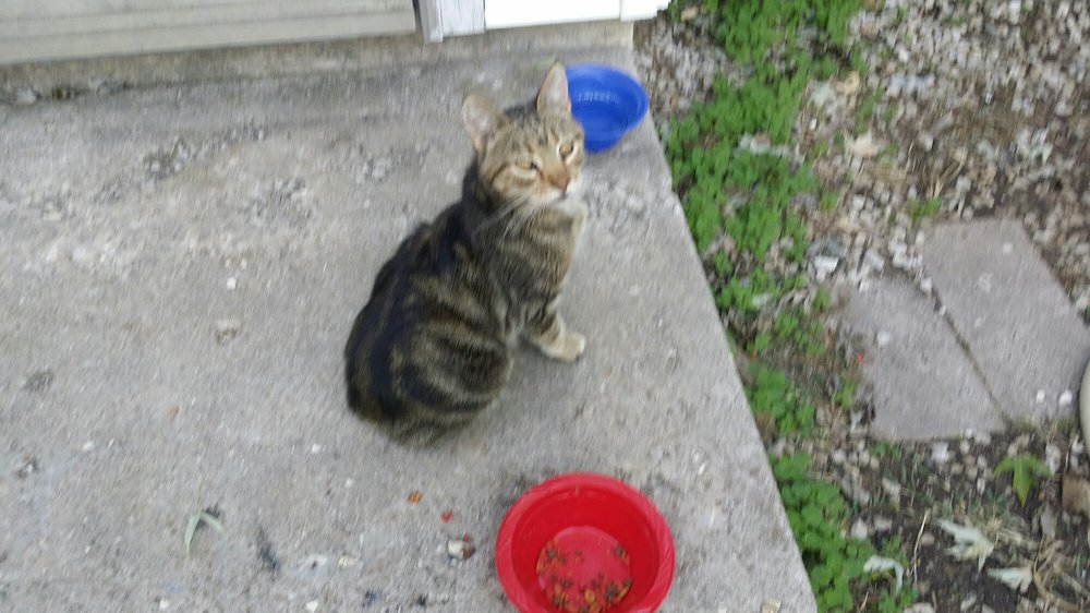 CHARLES SUTTON DOG WALKER & PET SITTER 15 Photos Springfield, MO Yelp