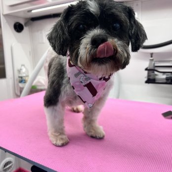 Popcorn Pawss Grooming - My old man looking ready for the ladies thanks for Popcorn Paws - Pet Groomers Near Me