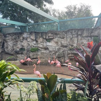 San Antonio Zoo - Flamingos - Zoos Near Me - San Antonio, Texas