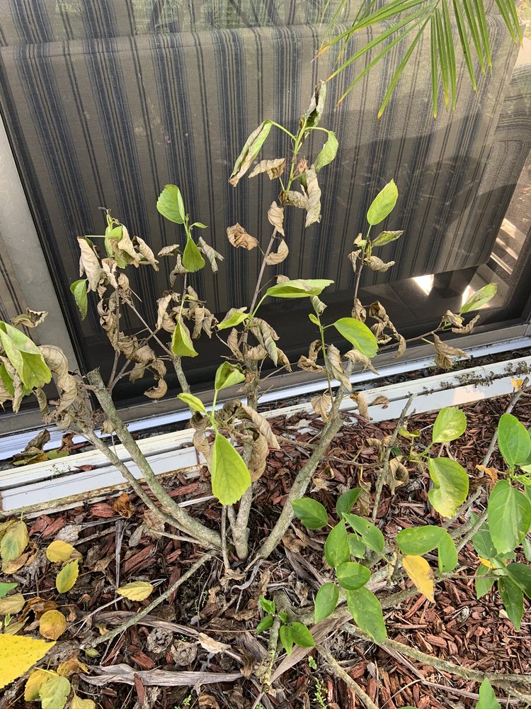 Slide of Sailfish Softwash