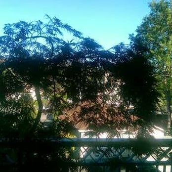 Aldersly - Photo taken from Assisted-Living, first floor balcony. Silouhette of one of the Japanese Maples at sunset. - Retirement Homes Near Me - San Rafael, California Aldersly - Photo taken from Assisted-Living, first floor balcony. Silouhette of one of the Japanese Maples at sunset. - Retirement Homes Near Me - San Rafael, California