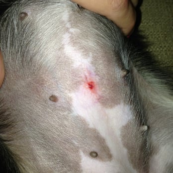 Deepwood Veterinary Clinic - this is not "normal" - Pet Training Near Me - Centreville, Virginia