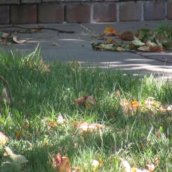 RE/MAX Gold - 204 Paseo Arboles. What a dump, there is a dead squirrel on the lawn and we even had 3 vultures on this lawn. Remax doesn't care. - Real Estate Agents Near Me - Fairfield, California RE/MAX Gold - 204 Paseo Arboles. What a dump, there is a dead squirrel on the lawn and we even had 3 vultures on this lawn. Remax doesn't care. - Real Estate Agents Near Me - Fairfield, California