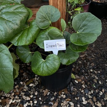 Rodriguez Nursery - Nurseries & Gardening Near Me - Houston, Texas Rodriguez Nursery - Nurseries & Gardening Near Me - Houston, Texas