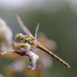 Adenauer-Weiher - Libelle