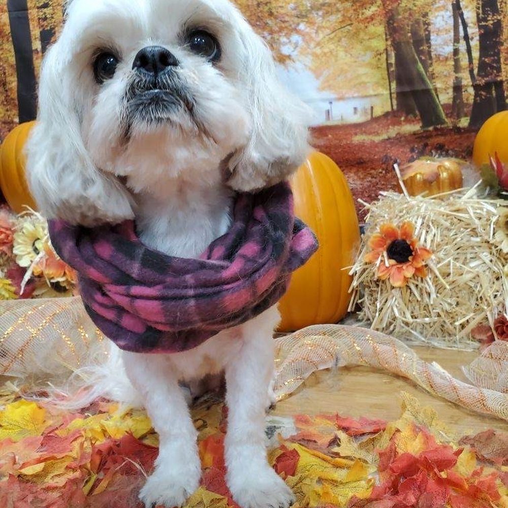 Mudpuppies Grooming - Fall 2019 - Pet Groomers Near Me - Oak Grove, Oregon