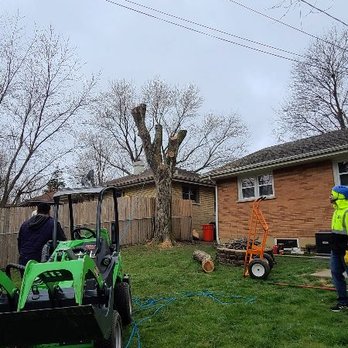 Mr Tree Services - Ready to drop the Elm - Tree Services Near Me - Mundelein, Illinois Mr Tree Services - Ready to drop the Elm - Tree Services Near Me - Mundelein, Illinois