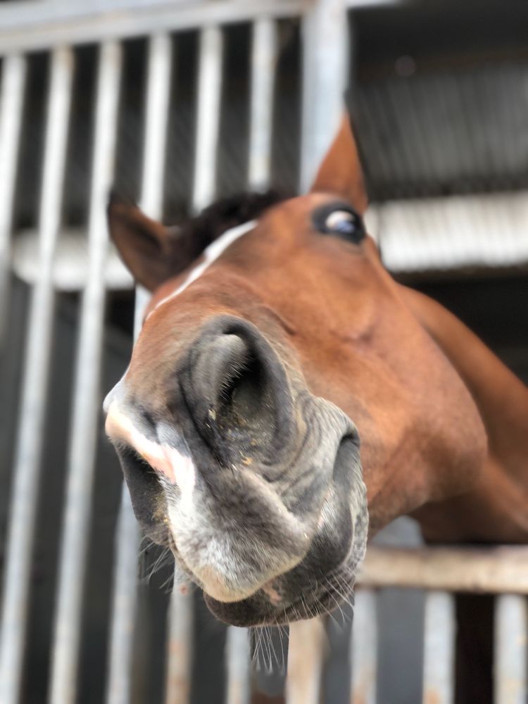 VOGEL EQUINE Updated March 2024 66 Photos & 24 Reviews 31441