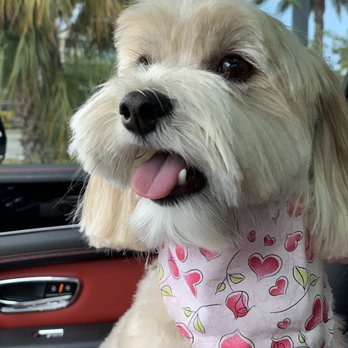 Atlantic Doggery - Pet Groomers Near Me - Pompano Beach, Florida