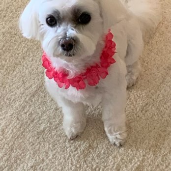 Santa Barbara Dog Whisperer - Sofi - Pet Training Near Me - Santa Barbara, California