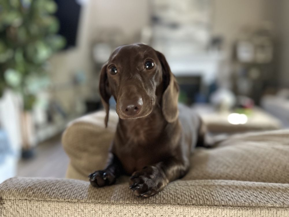 Britt's Bed and Barkfest - pet boarding facility in Fresno, CA