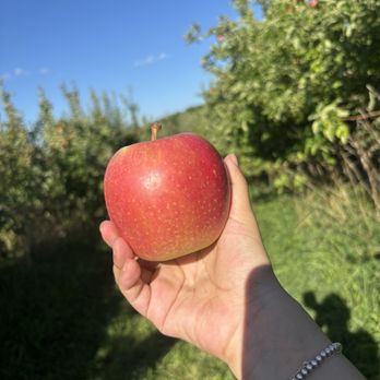 Masker Orchards - Apple picking. - Fruits & Veggies Near Me - Warwick, New York Masker Orchards - Apple picking. - Fruits & Veggies Near Me - Warwick, New York