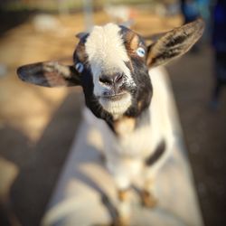 Sharkarosa Wildlife Ranch - Goat