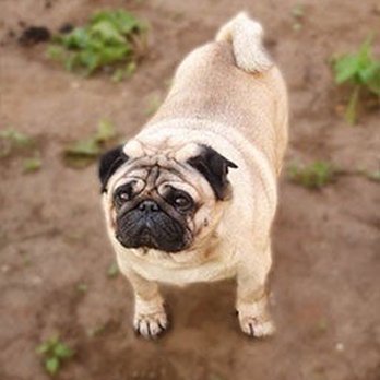 PetSmart - Pet Stores Near Me - Brighton, Michigan