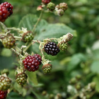 Discovery Park - Blackberries! - Parks Near Me - Seattle, Washington Discovery Park - Blackberries! - Parks Near Me - Seattle, Washington