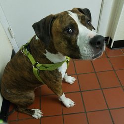 Diamond Hill Animal Clinic - Just a check up for this big fella.