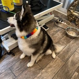 Pretty doggie :) Pretty doggie :)