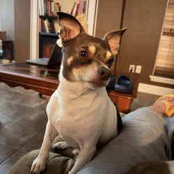 Thomasville Animal Hospital - My fatty Jim