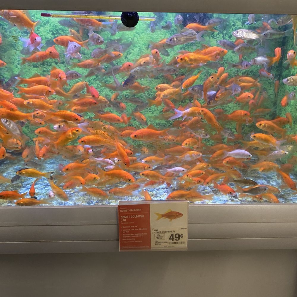 PetSmart - Would not sell me any of these fish because I have a 20 gallon tank their tanks are overpopulated - Pet Stores Near Me - Selinsgrove, Pennsylvania