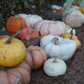 Post Street Farm - Pumpkin Patches Near Me - Santa Cruz, California
